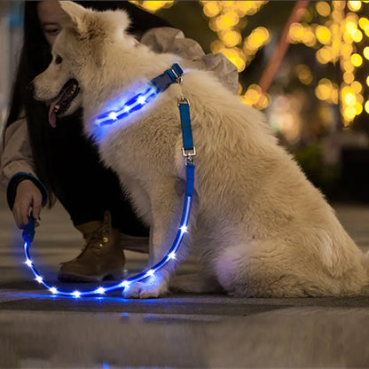 LED dog safety collar glowing at night
