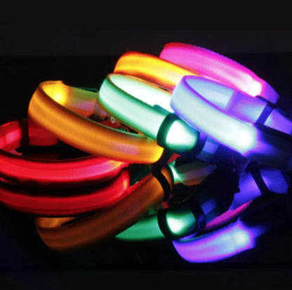 LED dog safety collar glowing at night