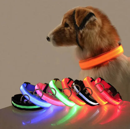 LED dog safety collar glowing at night